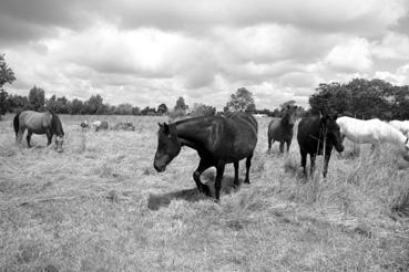 Iconographie - Chevaux sur la route du Mailleau