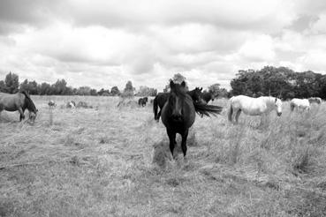 Iconographie - Chevaux sur la route du Mailleau