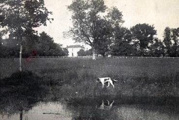 Iconographie - Chien à l'étang de la maison Gaudin