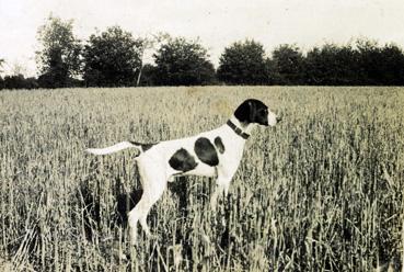 Iconographie - Chien fox à l'arrêt