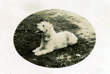 Iconographie - Chien griffon du chenil de la maison Gaudin