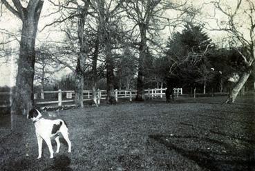 Iconographie - Chien dans le parc de la maison Gaudin