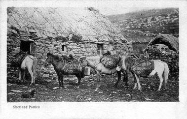 Iconographie - Shetland ponies