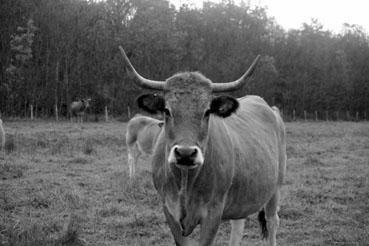 Iconographie - Réserve de l'île Charrouin - Elevage de vaches maraîchines