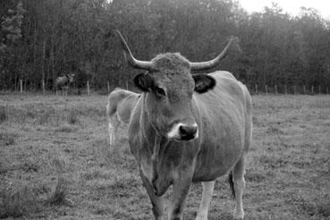 Iconographie - Réserve de l'île Charrouin - Elevage de vaches maraîchines