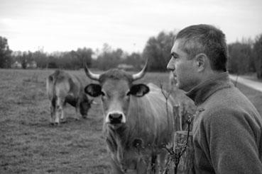 Iconographie - Réserve de l'île Charrouin - Elevage de vaches maraîchines