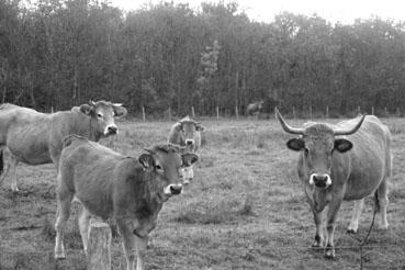 Iconographie - Réserve de l'île Charrouin - Elevage de vaches maraîchines