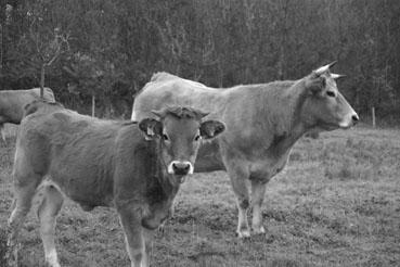 Iconographie - Réserve de l'île Charrouin - Elevage de vaches maraîchines