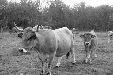 Iconographie - Réserve de l'île Charrouin - Elevage de vaches maraîchines