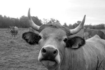 Iconographie - Réserve de l'île Charrouin - Elevage de vaches maraîchines