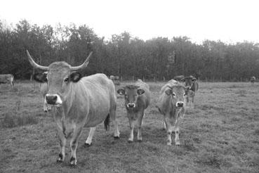 Iconographie - Réserve de l'île Charrouin - Elevage de vaches maraîchines