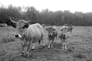 Iconographie - Réserve de l'île Charrouin - Elevage de vaches maraîchines