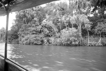Iconographie - Mangrove sur la berge de l'Oyapoc