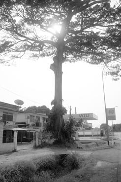 Iconographie - Arbre "fromager" dans une rue