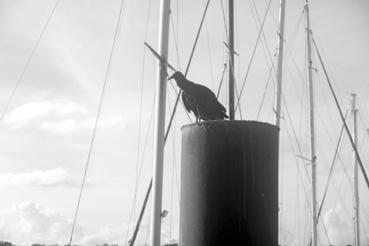 Iconographie - Oiseau au port d'embarquement pour les îles du Salut