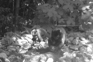 Iconographie - Iles du Salut, île Royale, singes dans le sous-bois