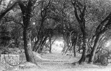 Iconographie - Sous-bois des Dames menant à l'estacade