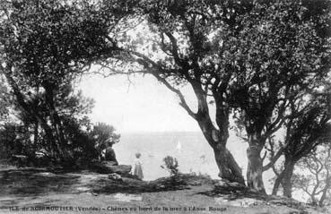 Iconographie - Chênes au bord de la mer à l'Anse Rouge