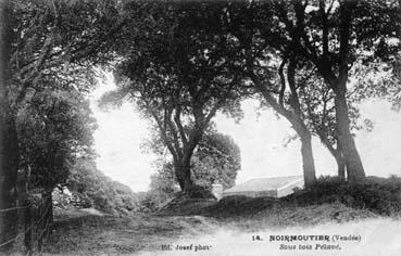 Iconographie - Sous bois Pélavé
