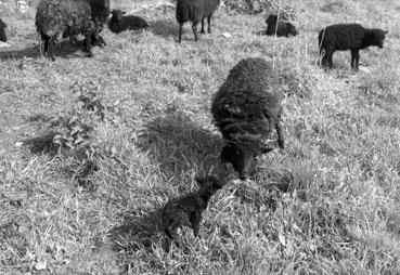 Iconographie - Berguenoue - Elevage Chaissac-Julien, moutons race de Belle-Île