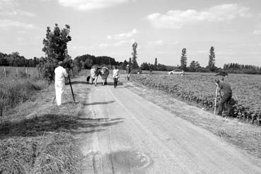 Iconographie - Tournage pour une paire de boeufs de race maraîchine