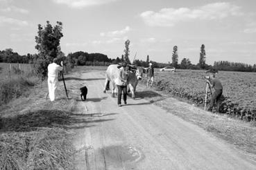 Iconographie - Tournage pour une paire de boeufs de race maraîchine