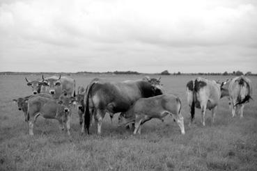 Iconographie - Elevage de bovins de race maraîchine aux Mizotières