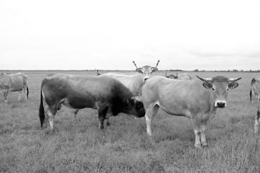 Iconographie - Elevage de bovins de race maraîchine aux Mizotières