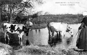 Iconographie - La vie à la ferme - les boeufs à l'abreuvoir