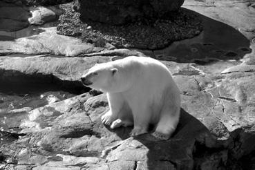 Iconographie - Saint-Félicien - Zoo Sauvage - L'ours blanc