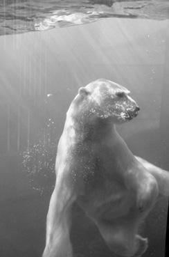 Iconographie - Saint-Félicien - Zoo Sauvage - L'ours blanc