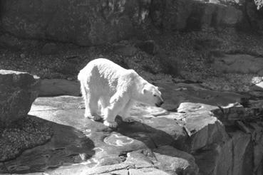 Iconographie - Saint-Félicien - Zoo Sauvage - L'ours blanc