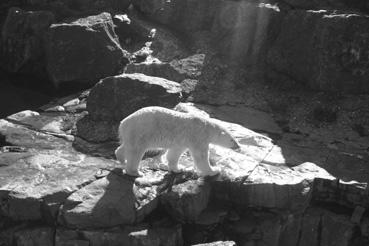 Iconographie - Saint-Félicien - Zoo Sauvage - L'ours blanc