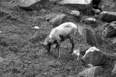 Iconographie - Saint-Félicien - Zoo Sauvage - Animaux du parc