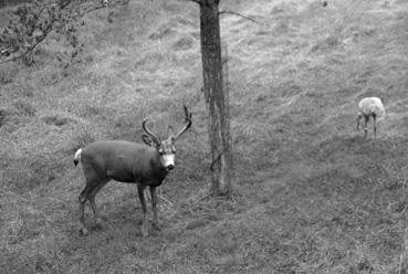 Iconographie - Saint-Félicien - Zoo Sauvage - Animaux du parc