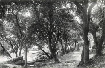 Iconographie - Sous-bois des Dames, de l'estacade à Beaurivage