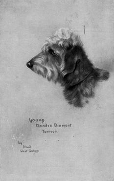 Iconographie - Young dandis dinmont terrier