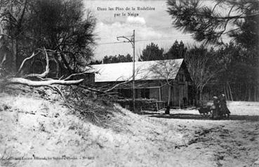 Iconographie - Dans les pins de la Rudelière par la neige