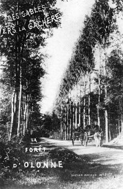 Iconographie - Des Sables vers la Gachère - La forêt d'Olonne