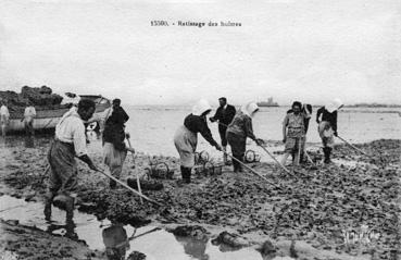 Iconographie - Ratissage des huîtres