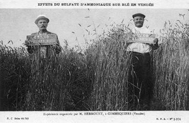 Iconographie - Effets de sulfate d'ammoniaque sur blé en vendée