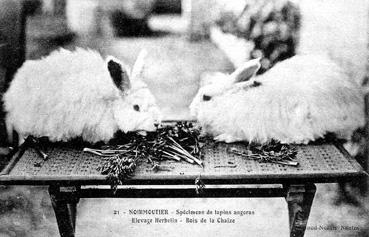 Iconographie - Spécimens de lapins angoras - Lapinerie Herbelin - Bois de la Chaise