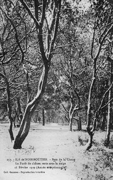 Iconographie - Bois de la Chaise - La forêt de chênes verts sous la neige