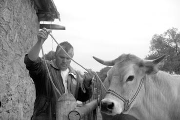 Iconographie - Pierre Gatard, de La Rebourgère, liant ses vaches parthenaises