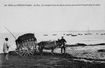 Iconographie - Le transport à âne des algues qui serviront d'engrais pour la culture