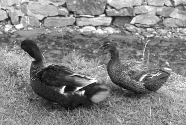 Iconographie - Boita - Canards dans la rue