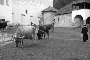 Iconographie - Monastère d'Horezu, élevage du monastère