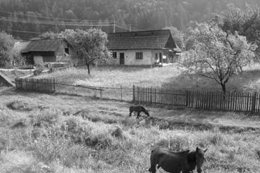 Iconographie - Tarcay - Exploitation agricole près de la rivière Bicaz