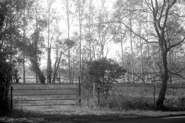 Iconographie - Plantation de peupliers, carrefour de la Baude, route de Challans