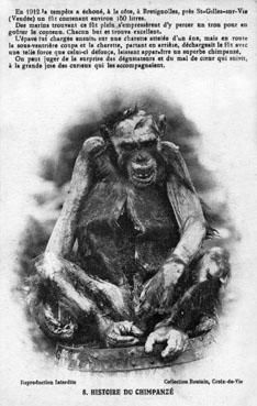 Iconographie - Histoire du chimpanzé